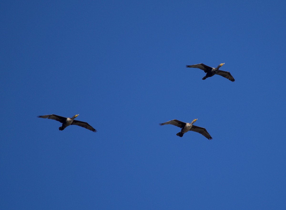 Double-crested Cormorant - ML646604688