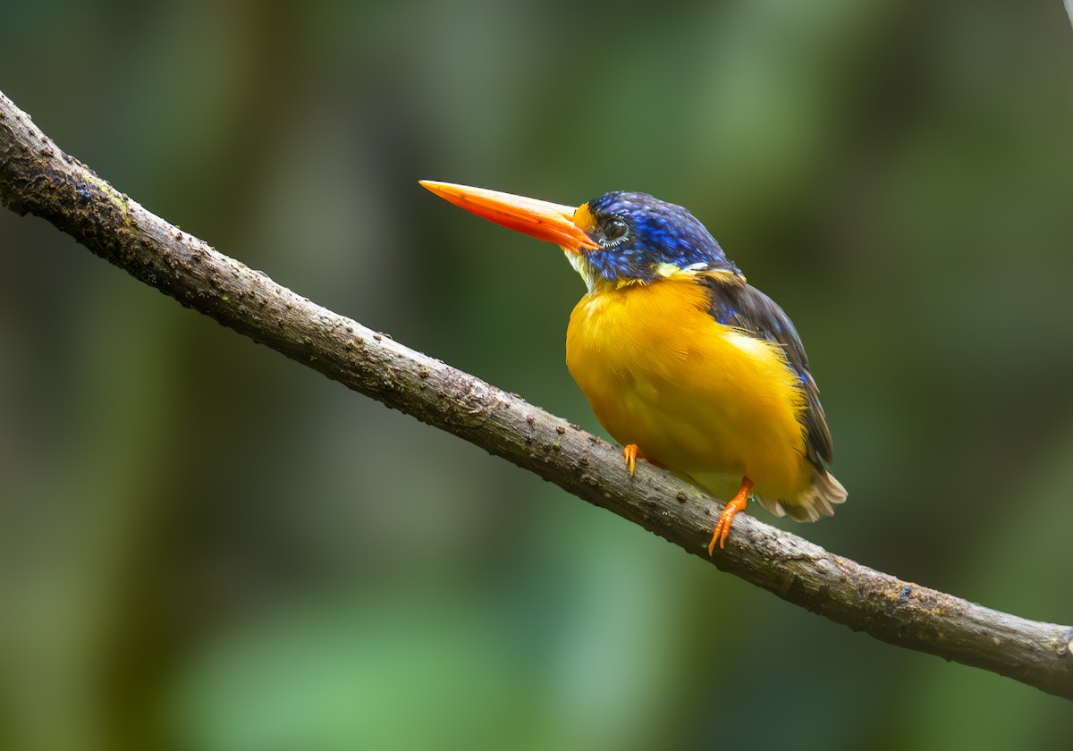 Moluccan Dwarf-Kingfisher (North Moluccan) - ML646604689