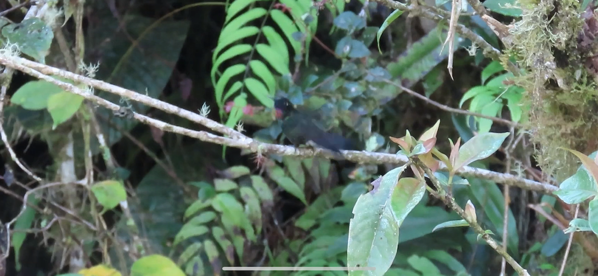 kolibřík turmalinový - ML646604690