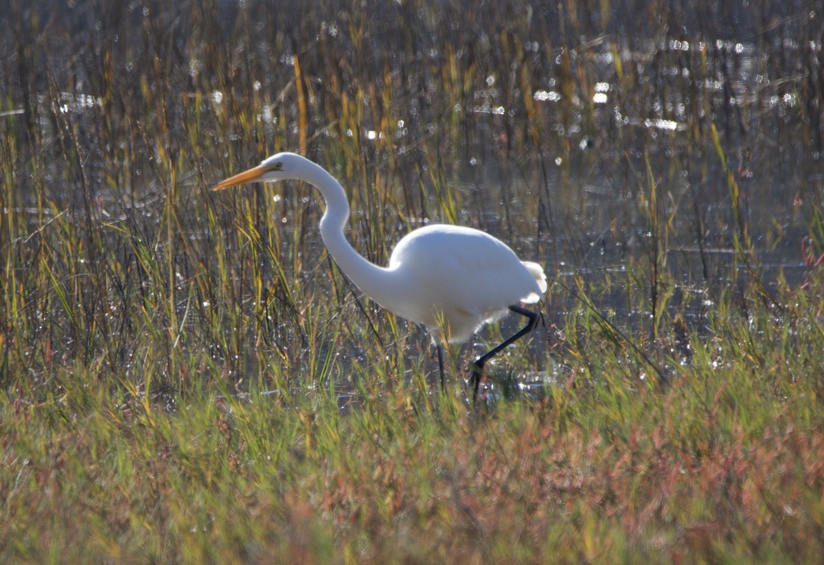 大白鷺 - ML646604691