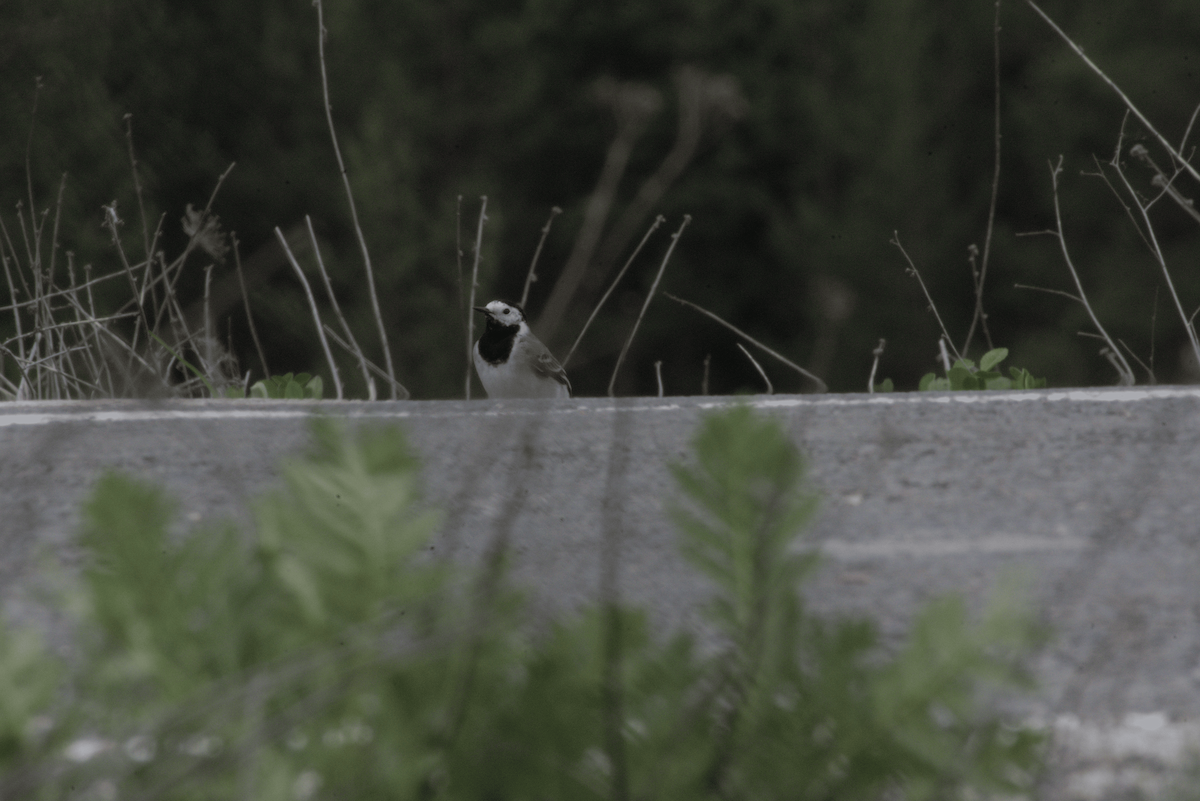 konipas bílý - ML646604692