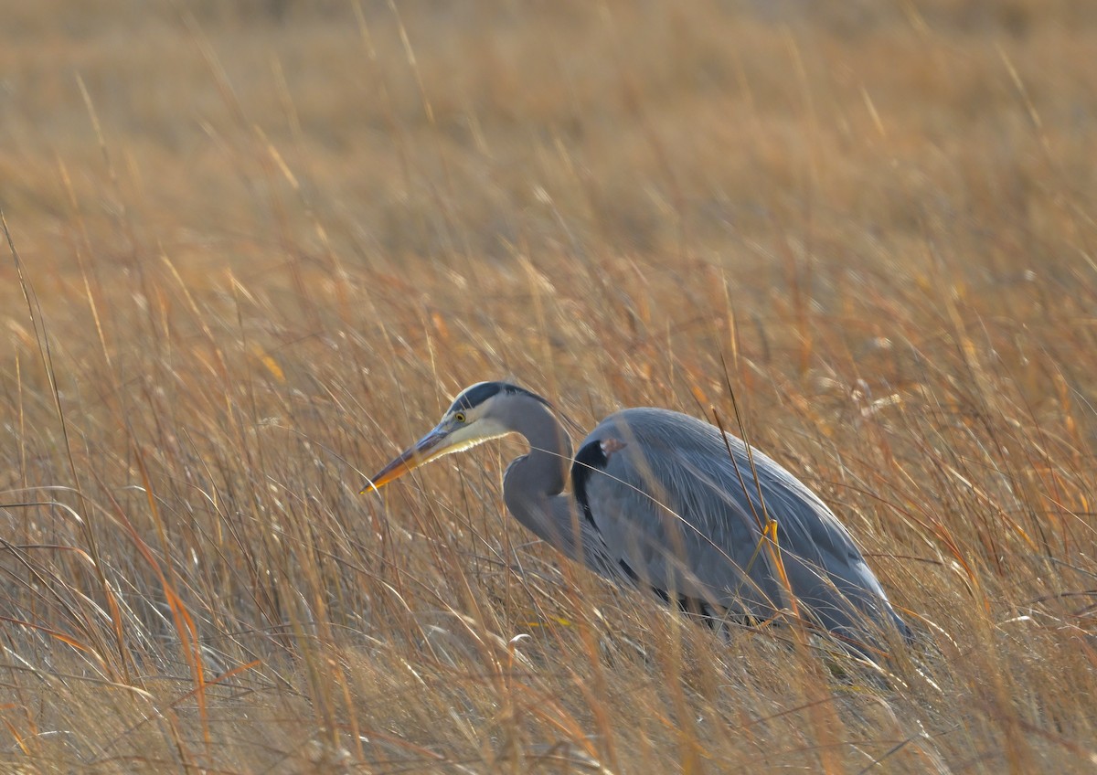 Great Blue Heron - ML646604693