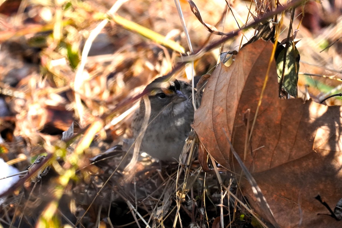 White-throated Sparrow - ML646604694