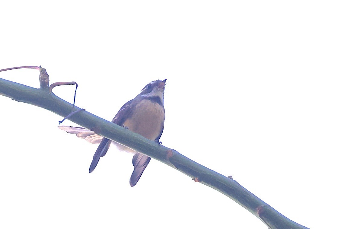 Abanico Gris - ML646604695