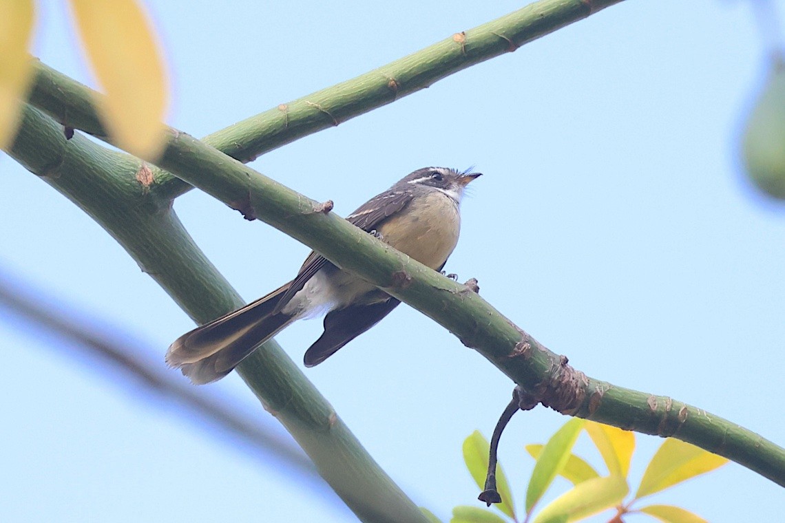 Abanico Gris - ML646604696