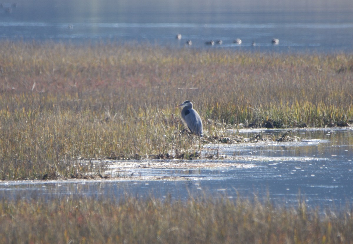Great Blue Heron - ML646604698