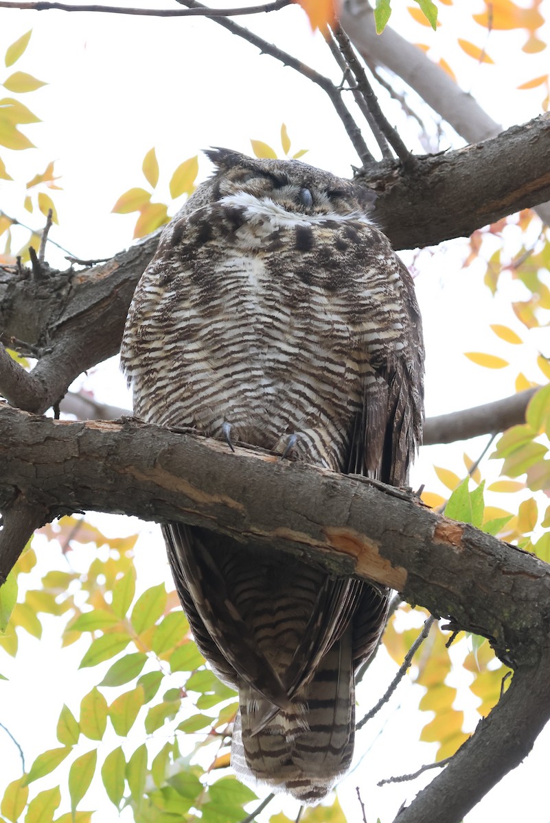 Виргинский филин - ML646604700