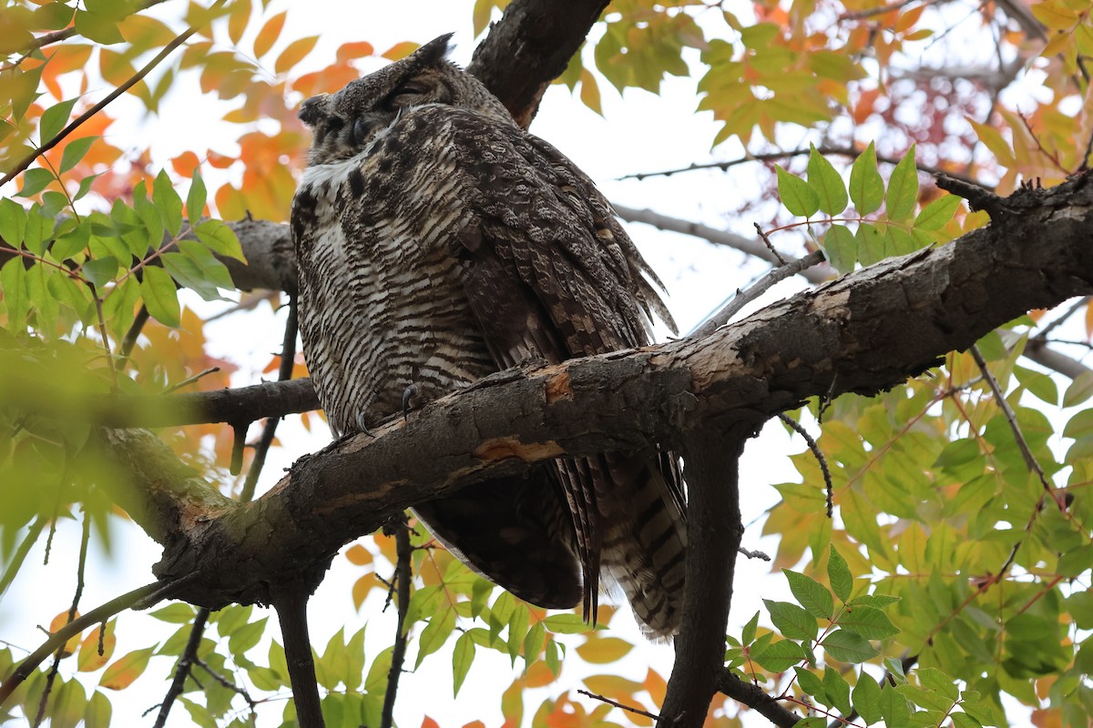 Виргинский филин - ML646604703