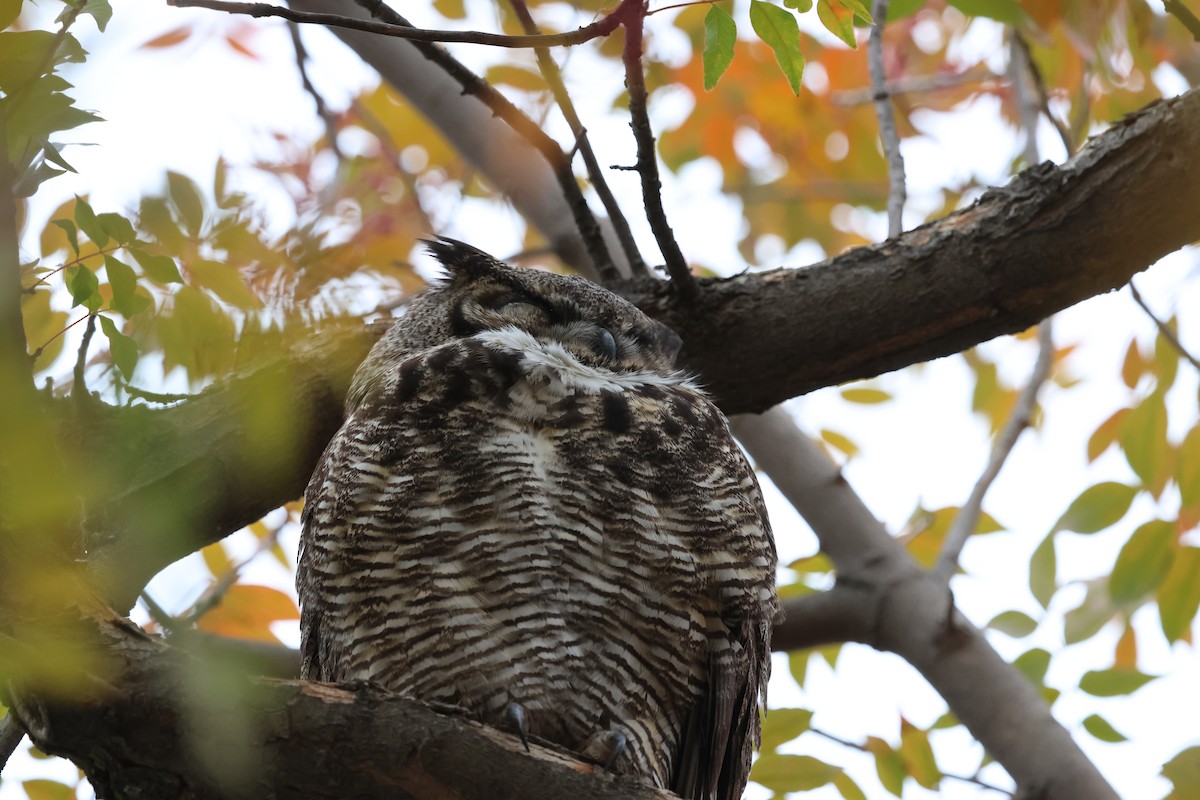 Виргинский филин - ML646604704