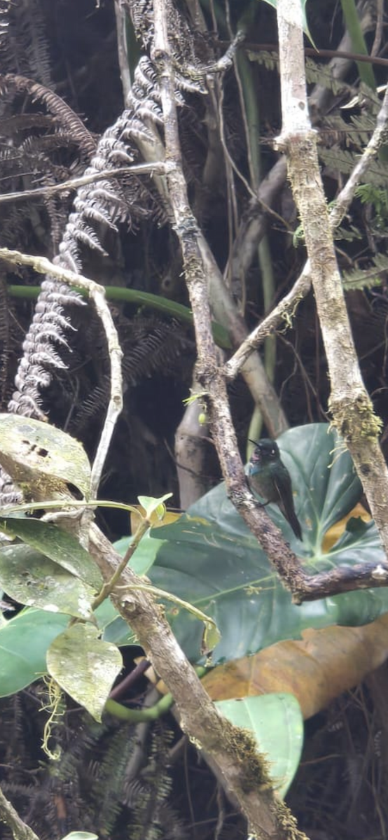 kolibřík turmalinový - ML646604705