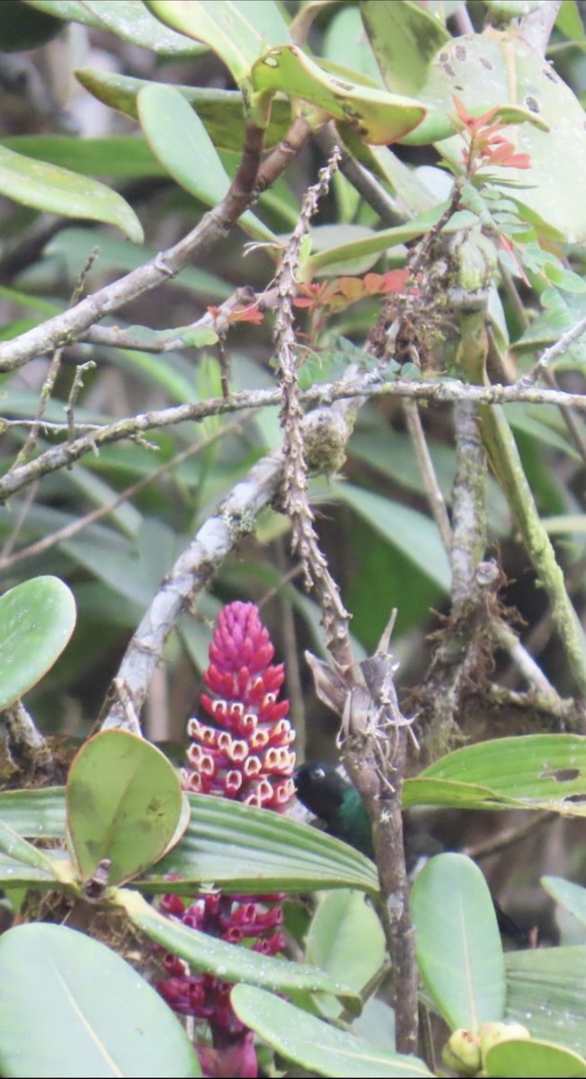 kolibřík turmalinový - ML646604706