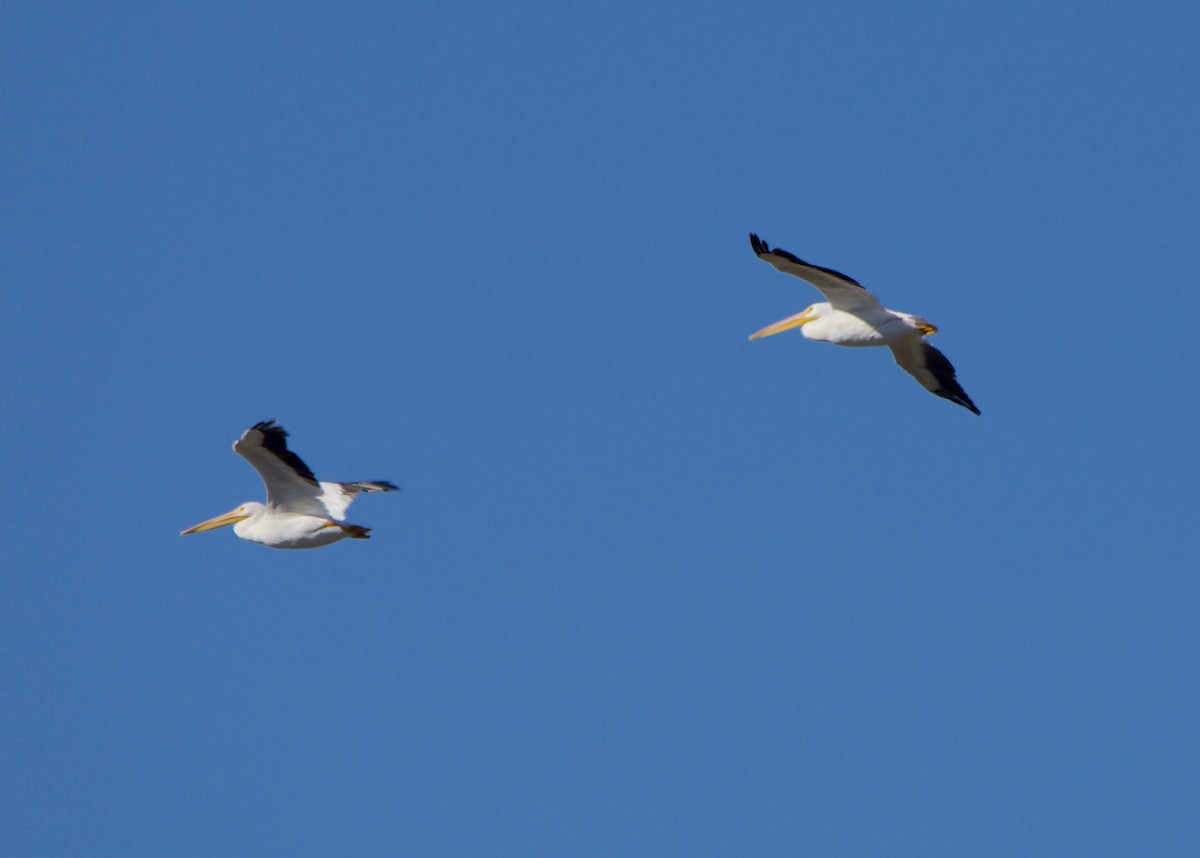 American White Pelican - ML646604707