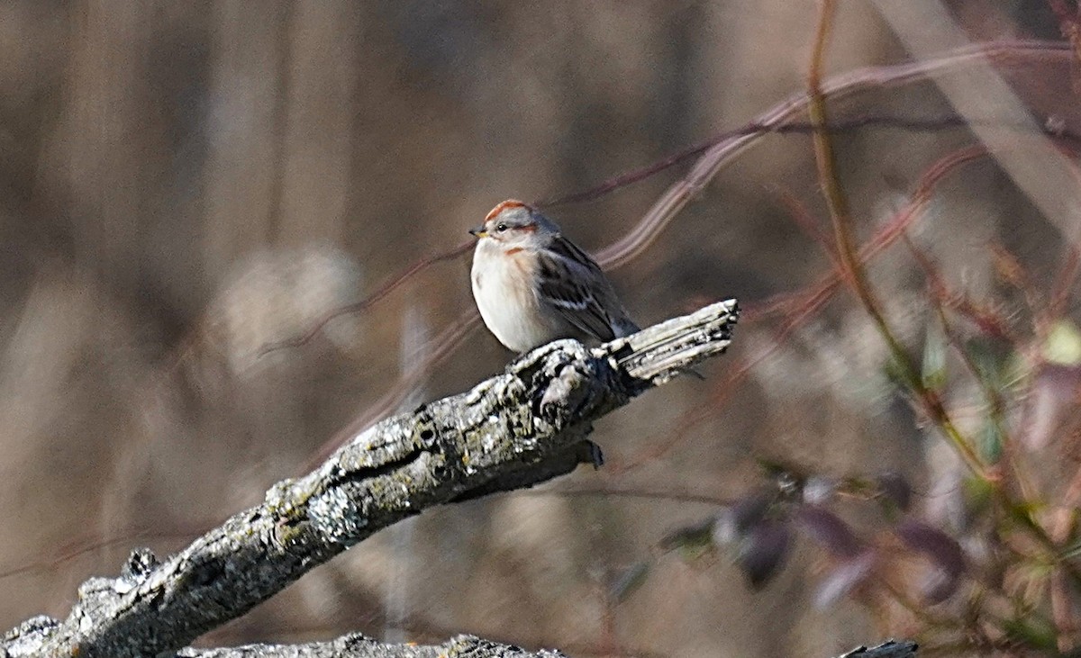 Пасовник північний - ML646604708