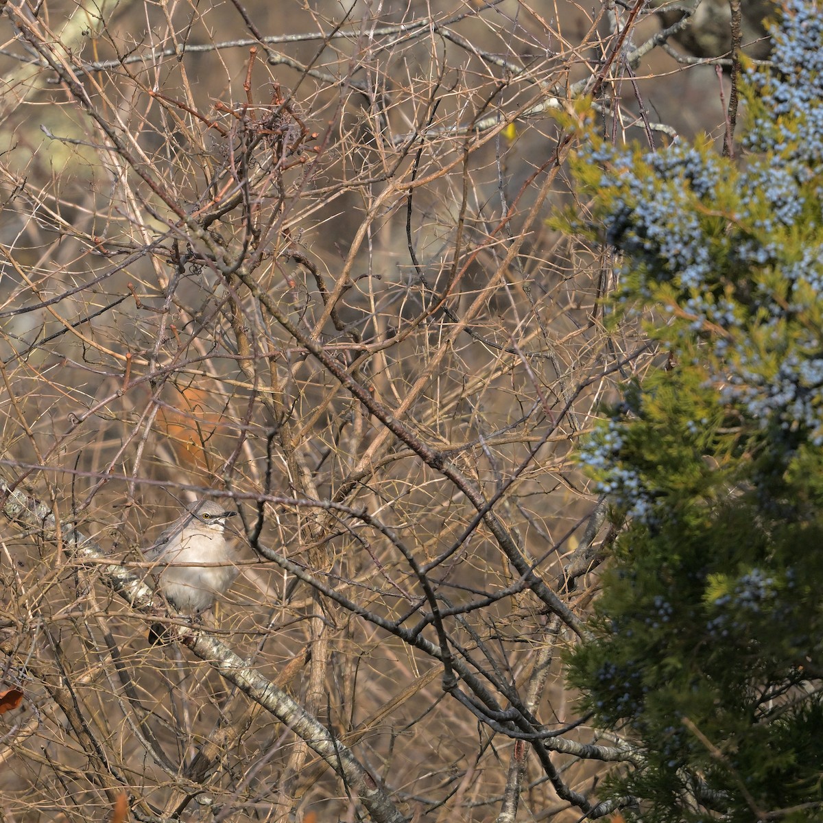 Northern Mockingbird - ML646604709