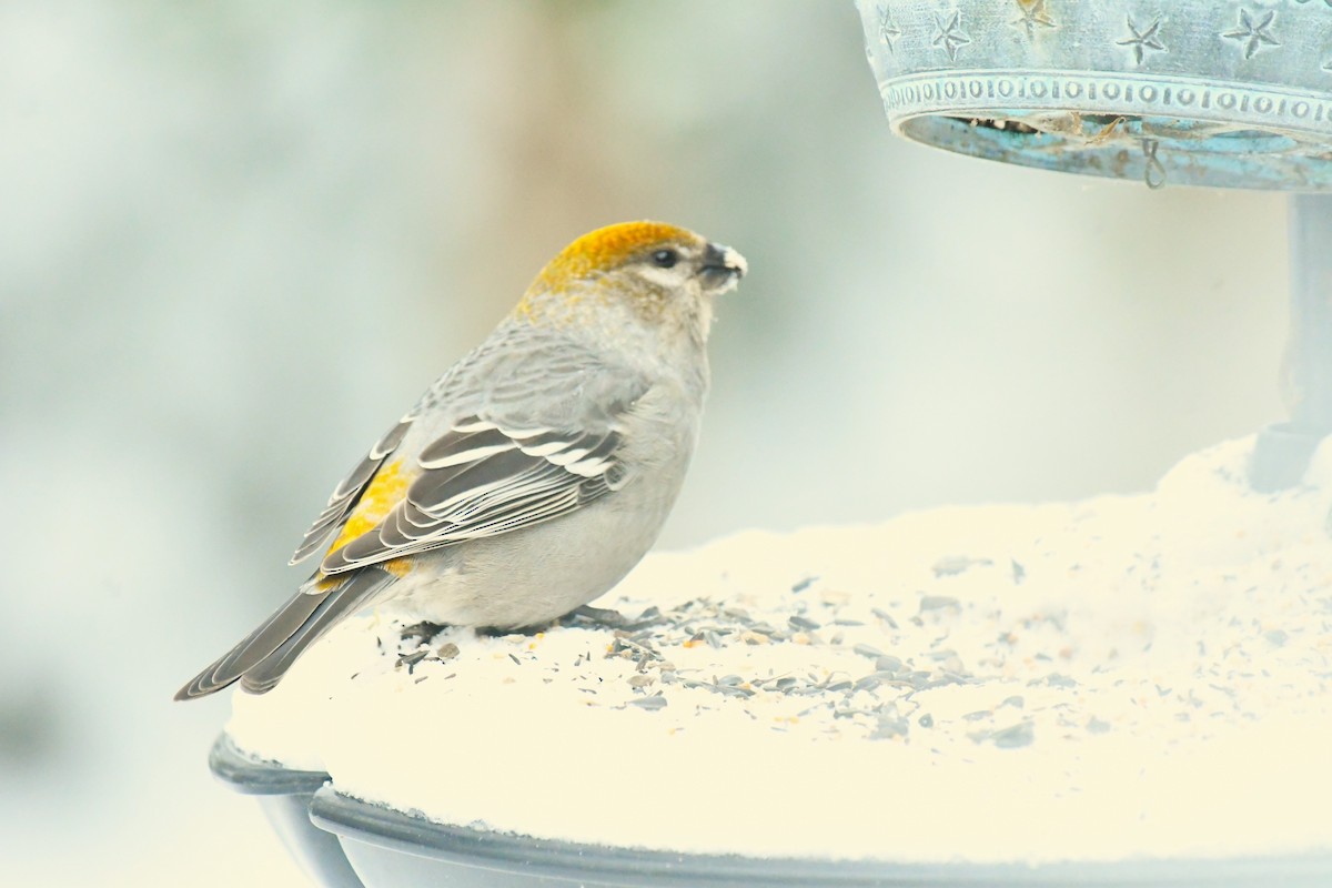 Нарсны шүршүү - ML646604710