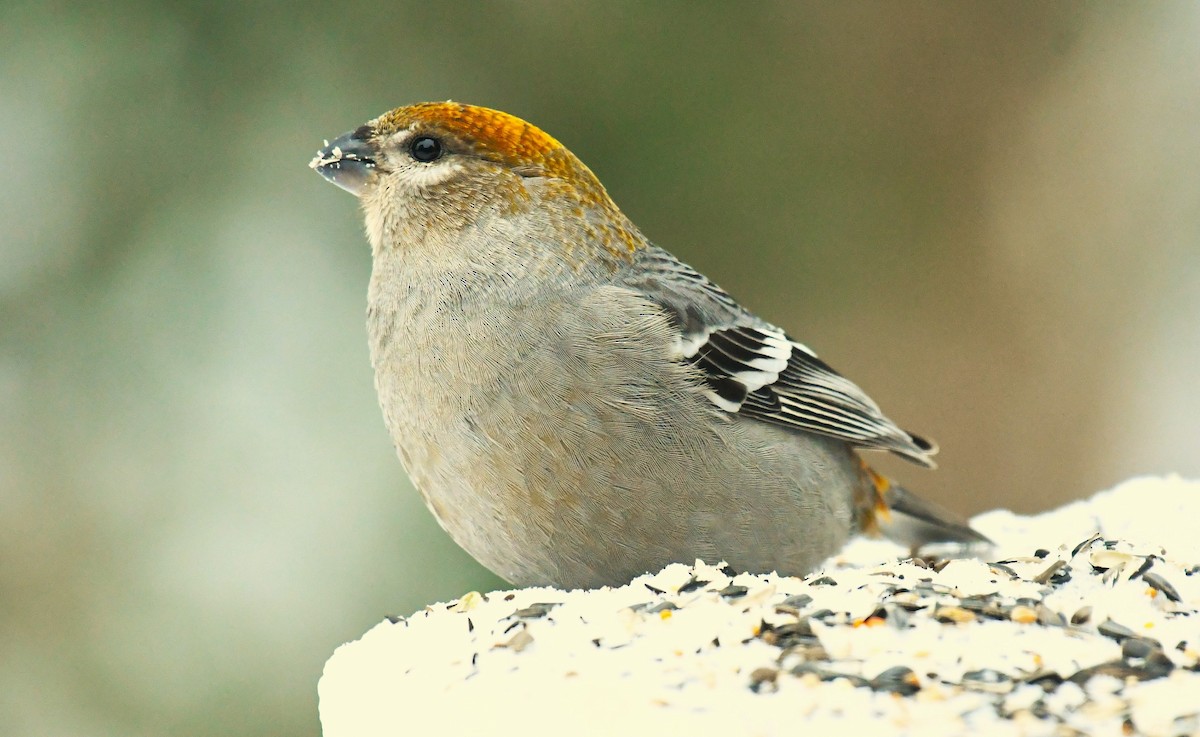 Нарсны шүршүү - ML646604711