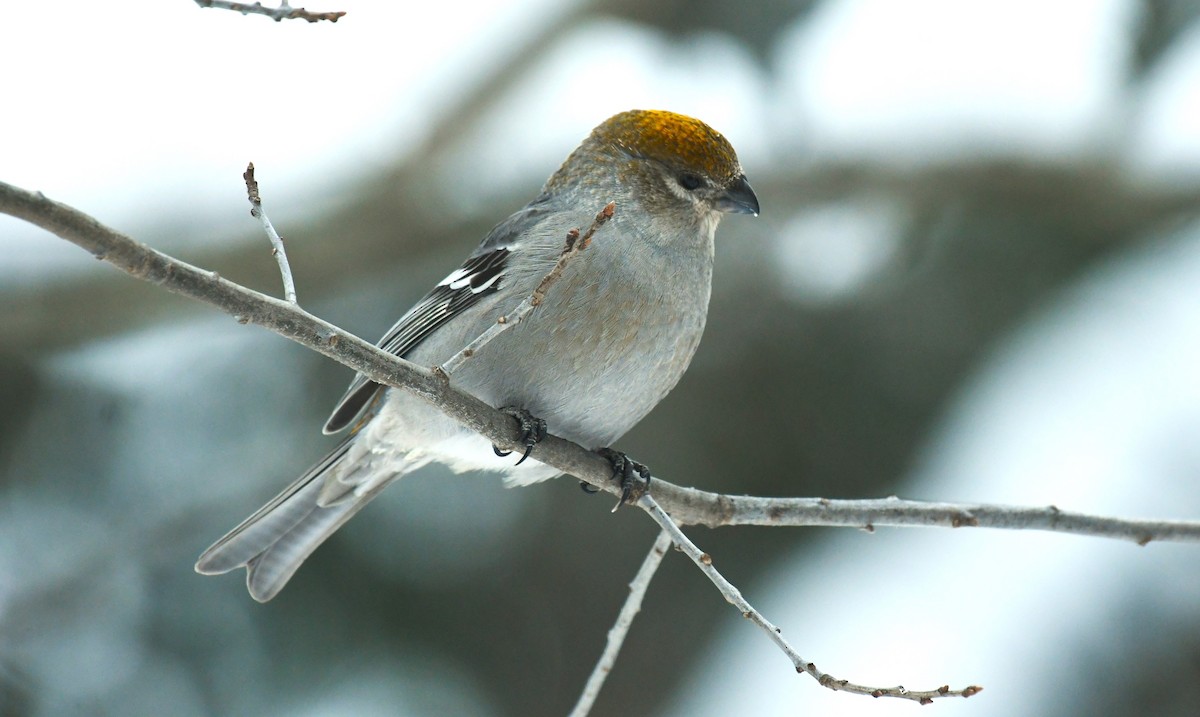 Нарсны шүршүү - ML646604712