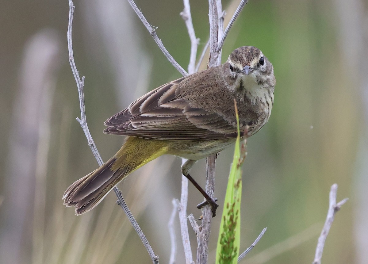 Palm Warbler - ML646604713