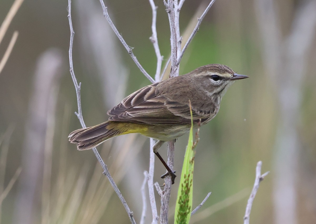 Palm Warbler - ML646604714