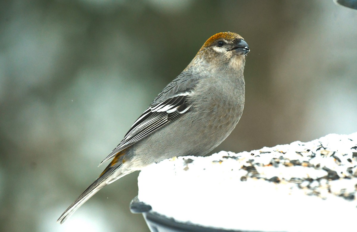 Нарсны шүршүү - ML646604715