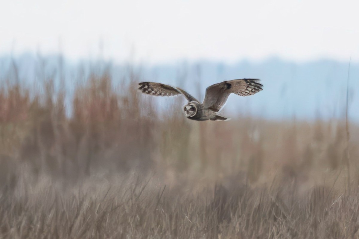 Zingira-hontza - ML646604716