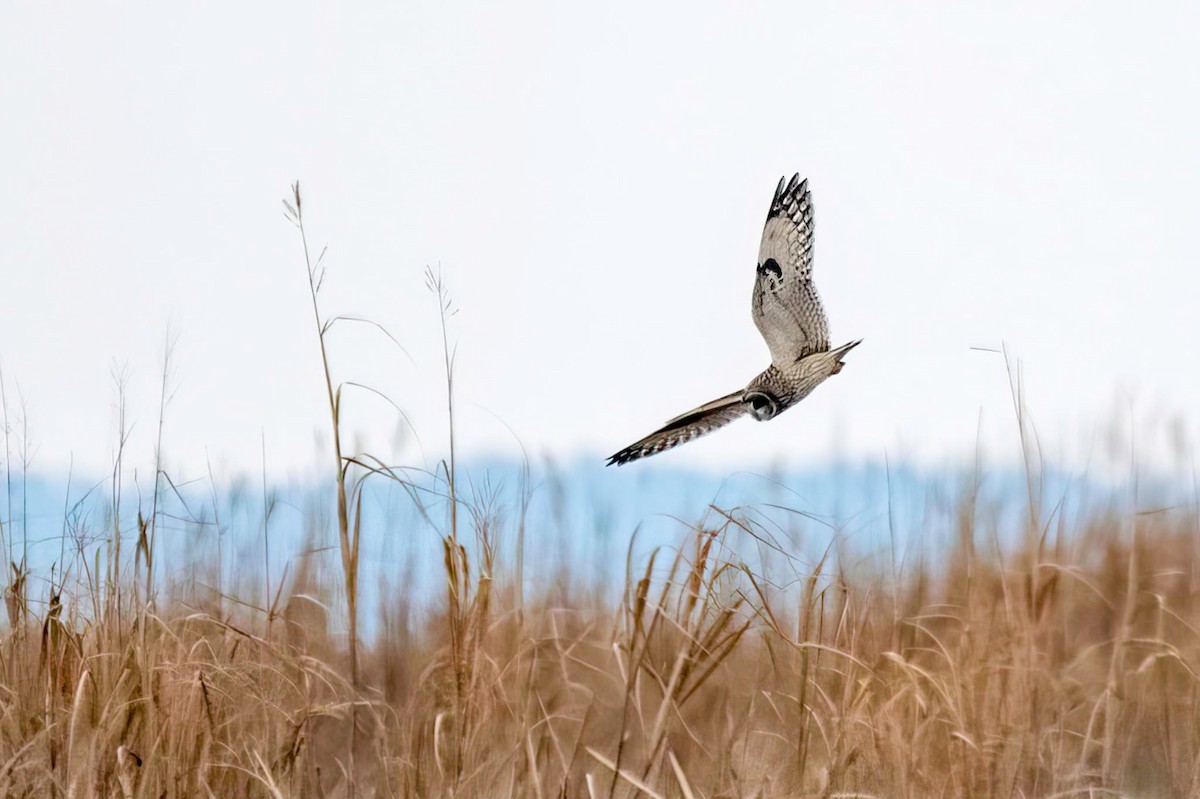 Zingira-hontza - ML646604719