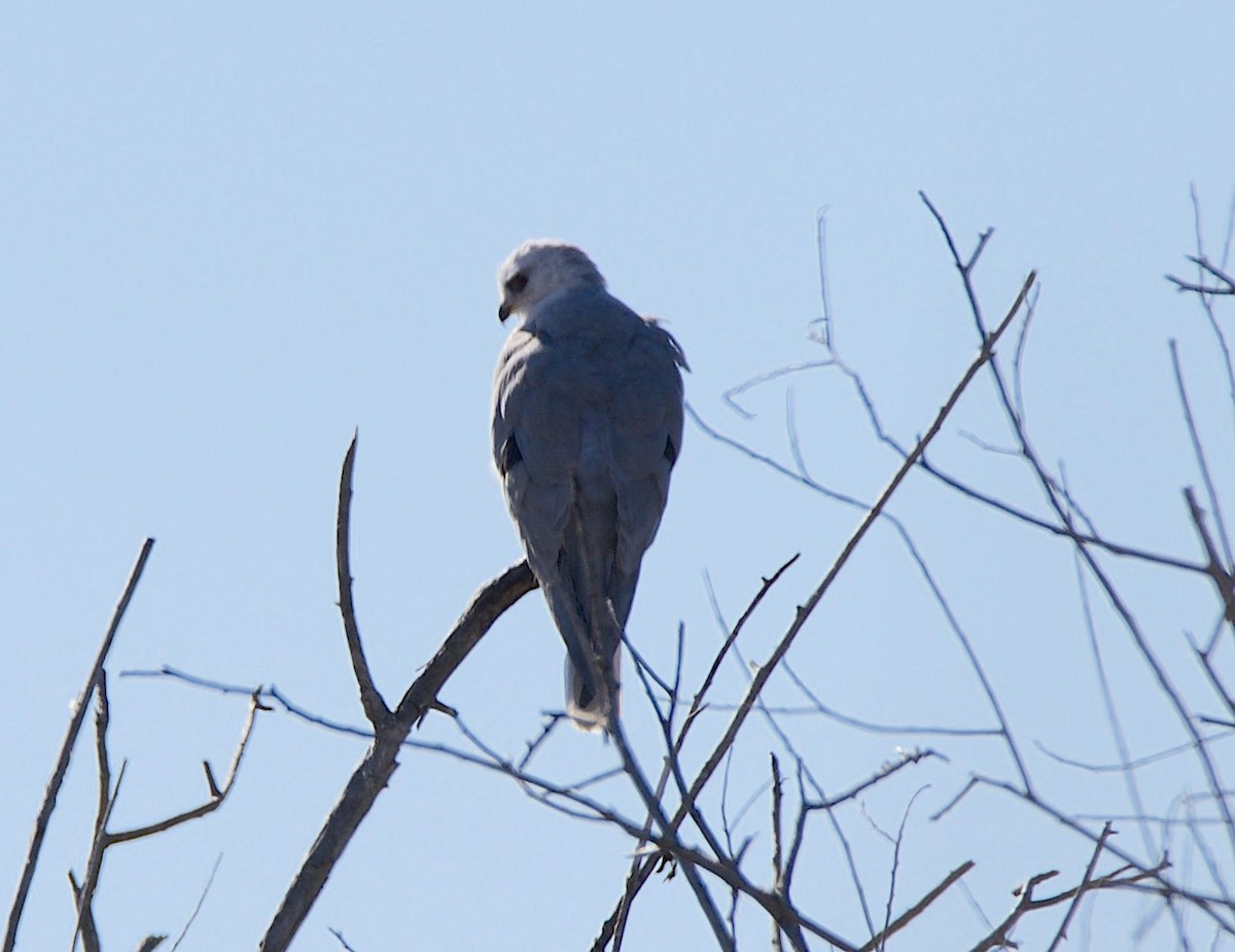 White-tailed Kite - ML646604720