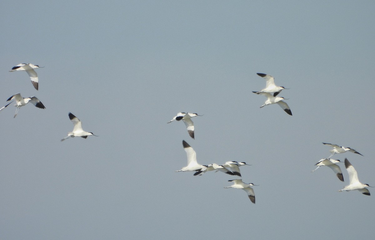 Säbelschnäbler - ML646604721