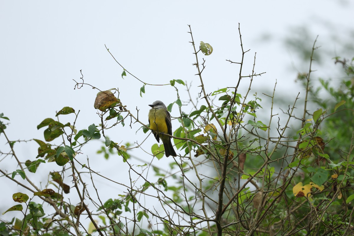 Tropical Kingbird - ML646604722