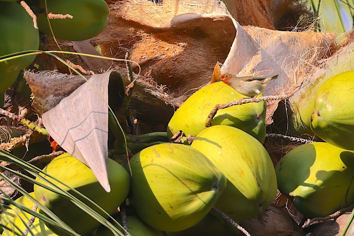 Mielero Cardenal - ML646604723
