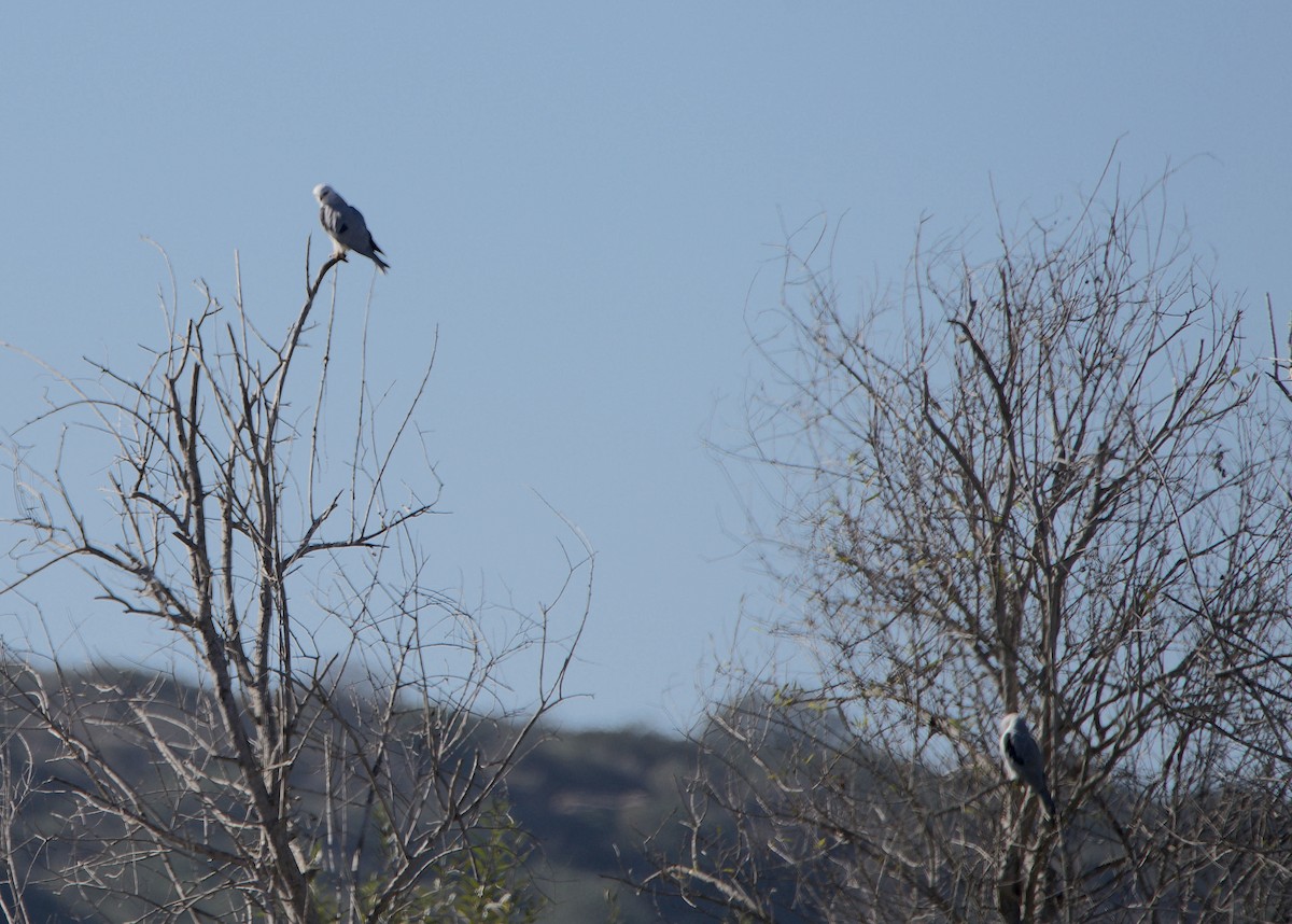 White-tailed Kite - ML646604724