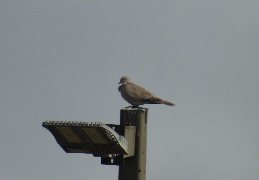 תור צווארון - ML646604725