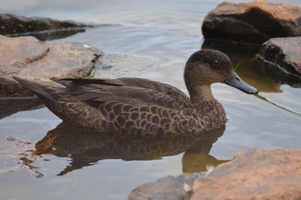 Chestnut Teal - ML646604726