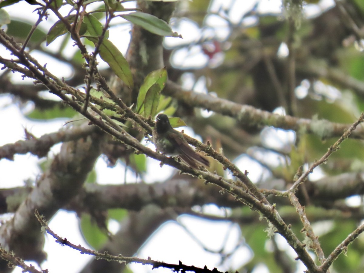 Métallure émeraude - ML646604727