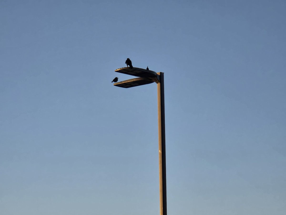 Great-tailed Grackle (Great-tailed) - ML646604728