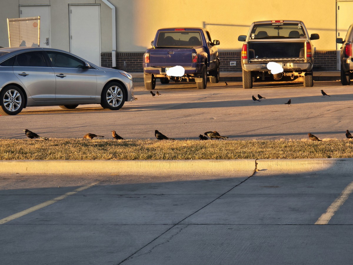 Great-tailed Grackle (Great-tailed) - ML646604729