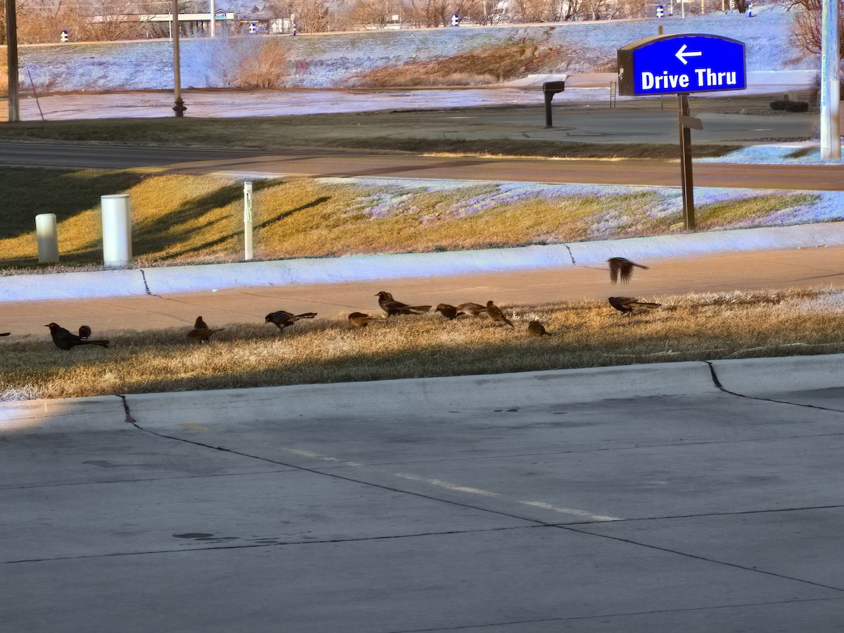 Great-tailed Grackle (Great-tailed) - ML646604730