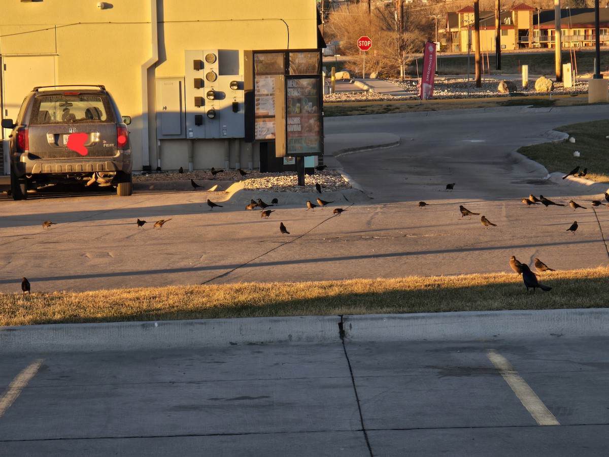Great-tailed Grackle (Great-tailed) - ML646604731