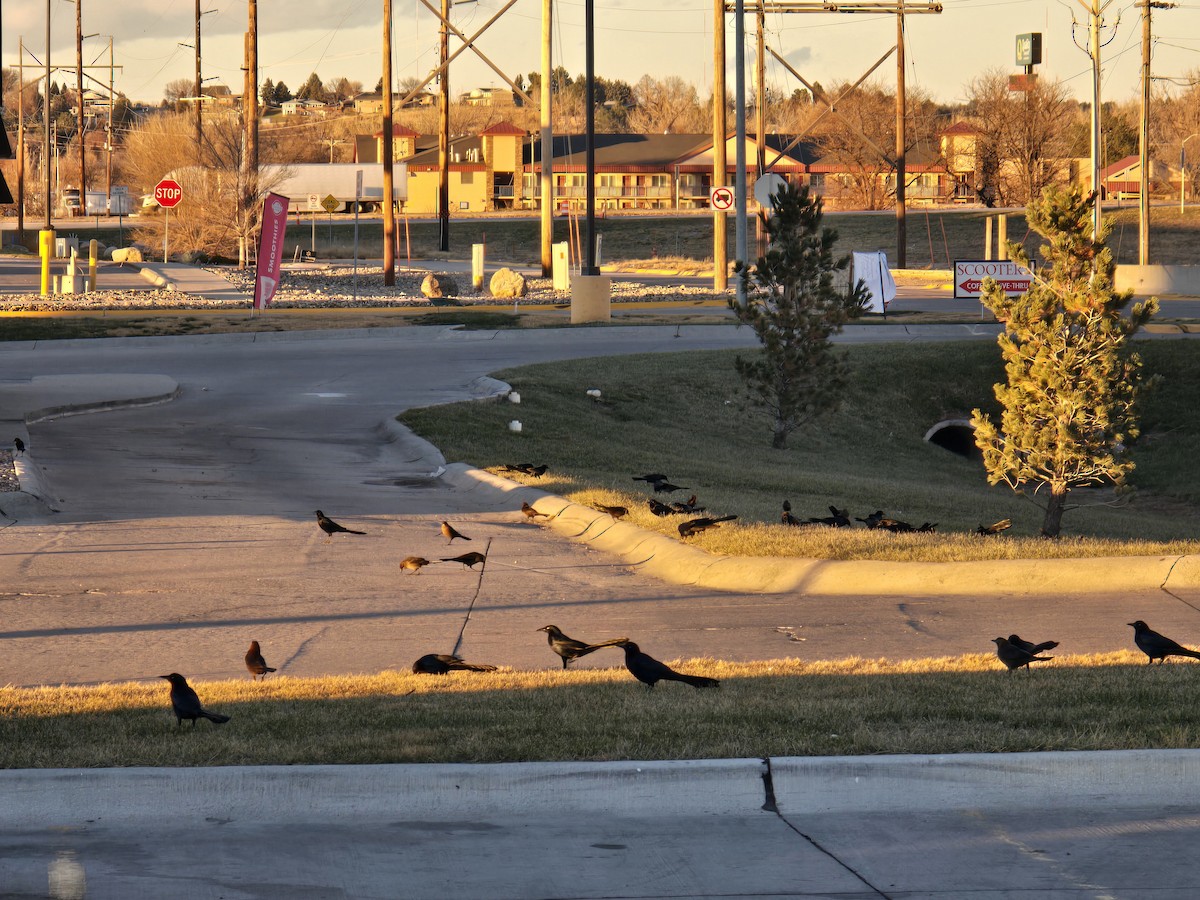 Great-tailed Grackle (Great-tailed) - ML646604732