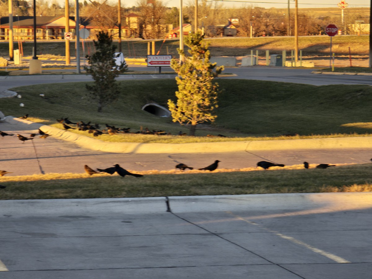 Great-tailed Grackle (Great-tailed) - ML646604733