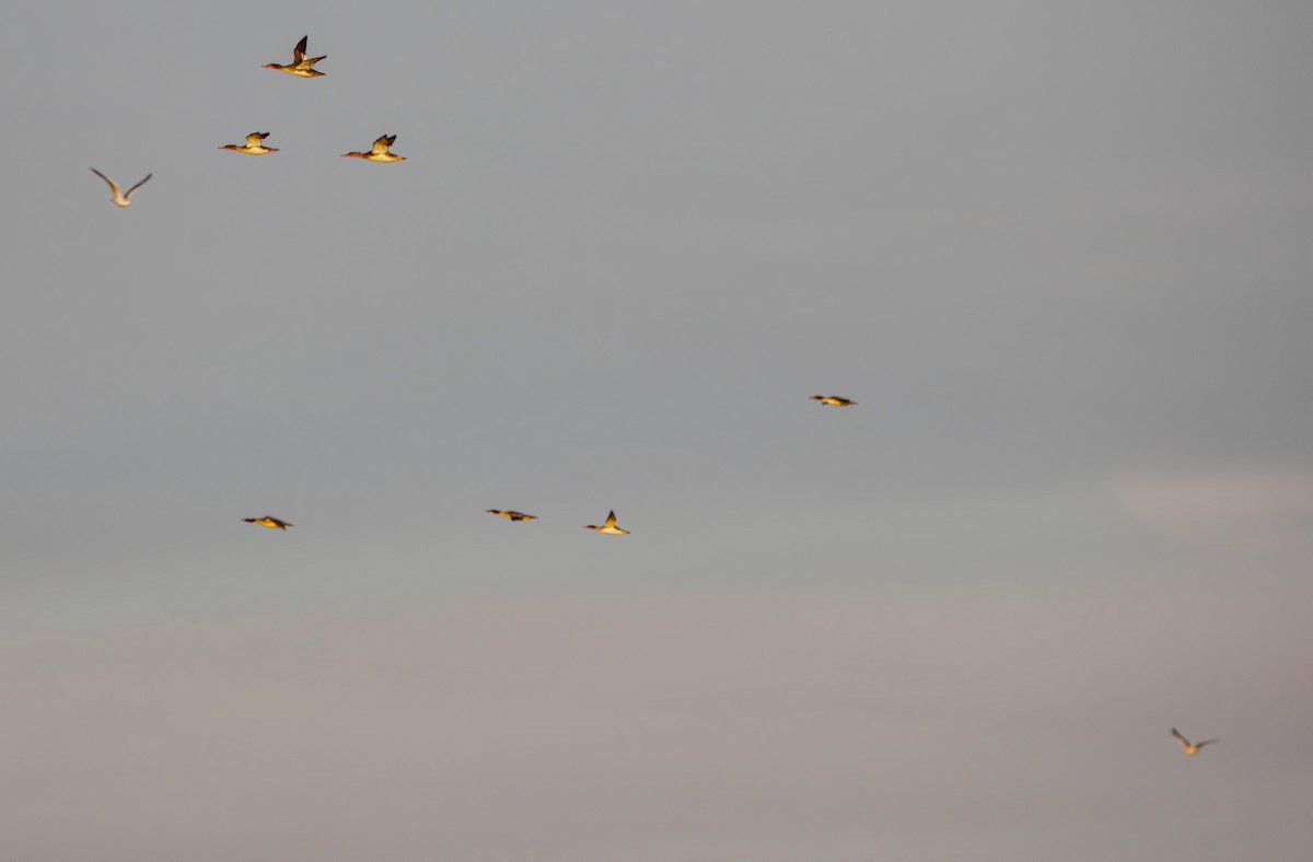 Red-breasted Merganser - ML646604734