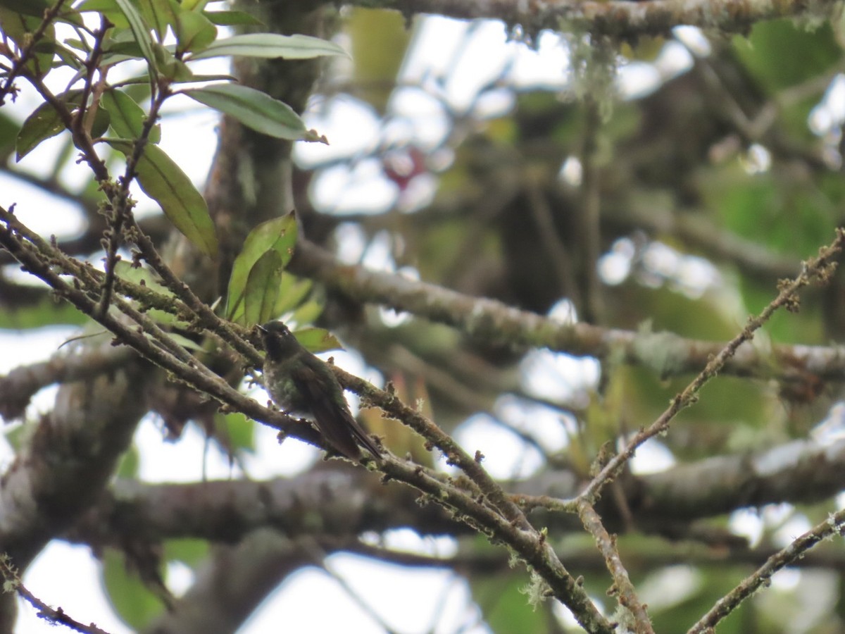 Métallure émeraude - ML646604736