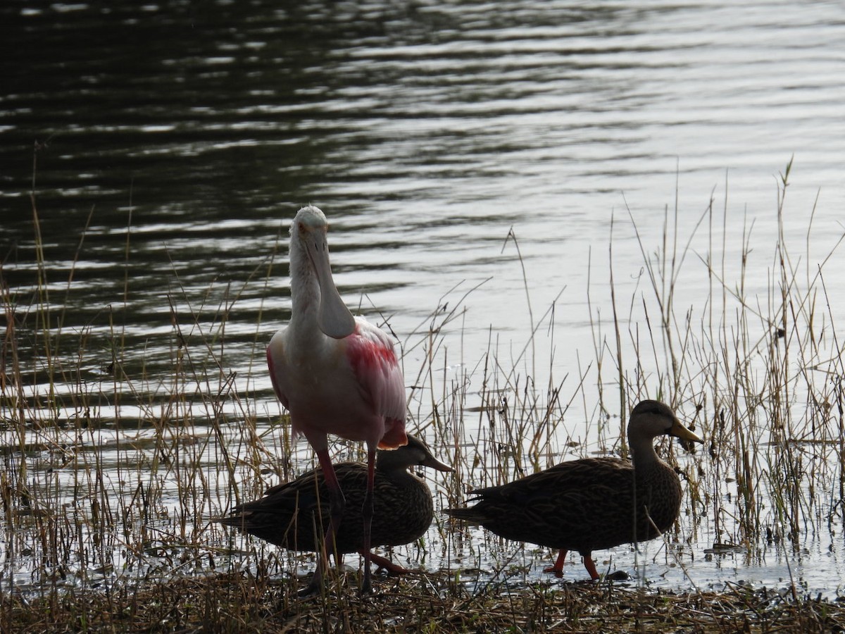 Roseate Spoonbill - ML646604746