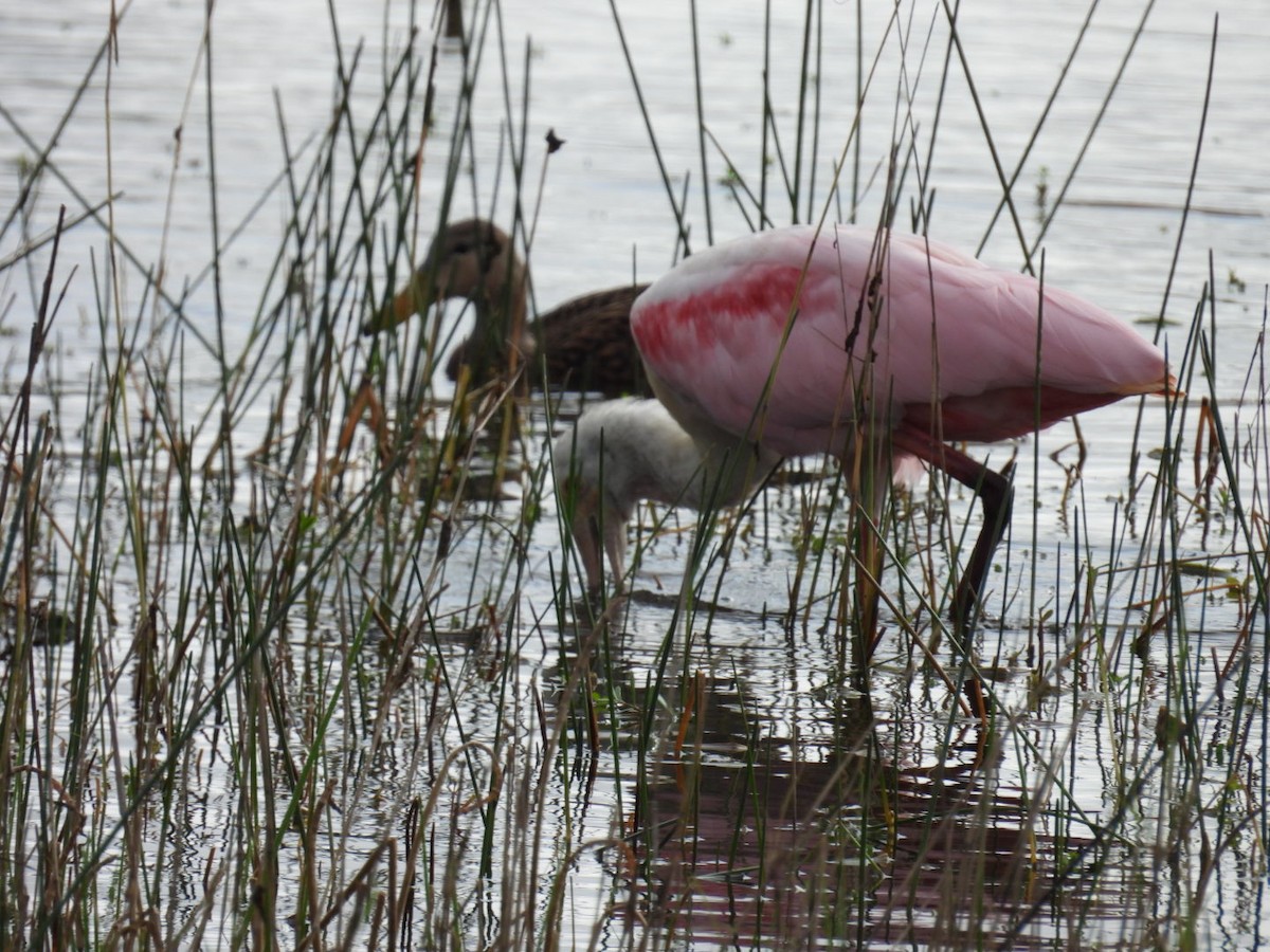 Roseate Spoonbill - ML646604747