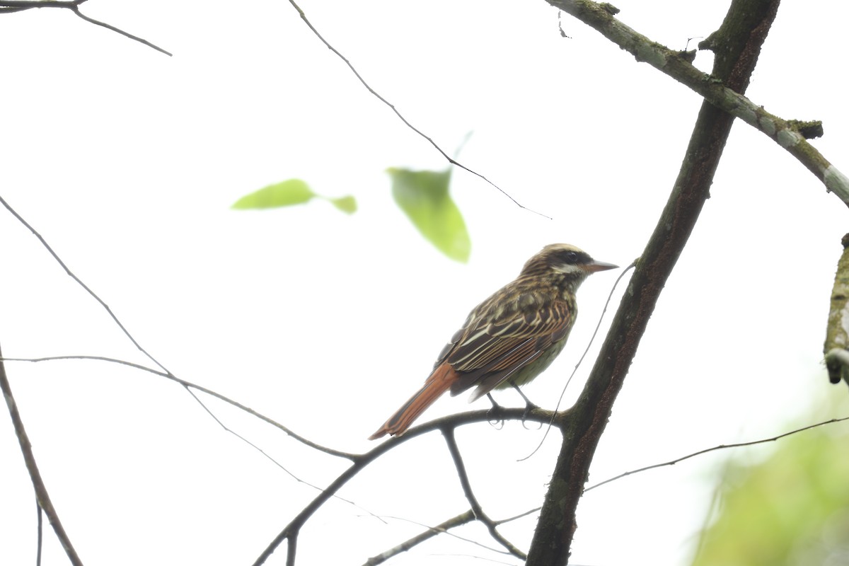 Streaked Flycatcher - ML646604748