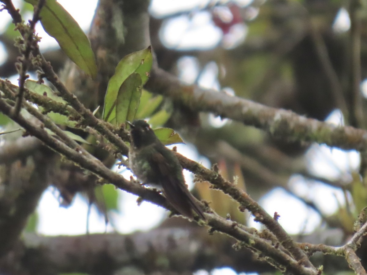 Métallure émeraude - ML646604749