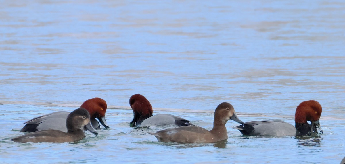 アメリカホシハジロ - ML646604751