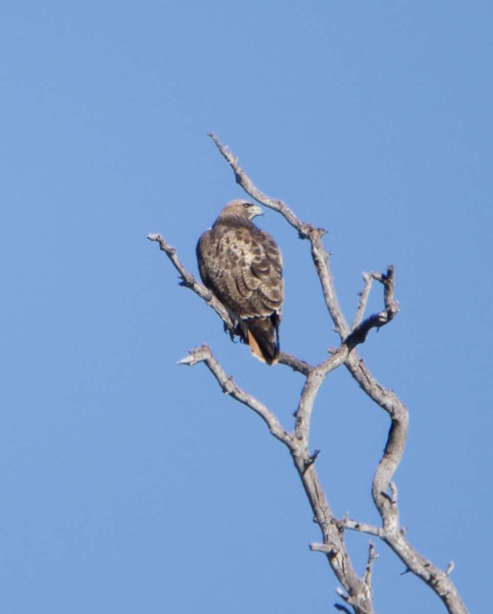 Red-tailed Hawk - ML646604752