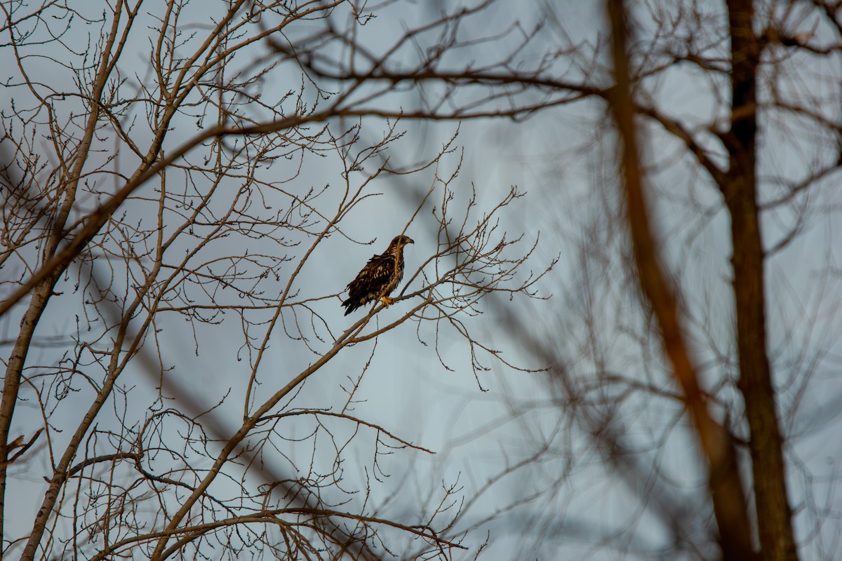 Bald Eagle - ML646604753