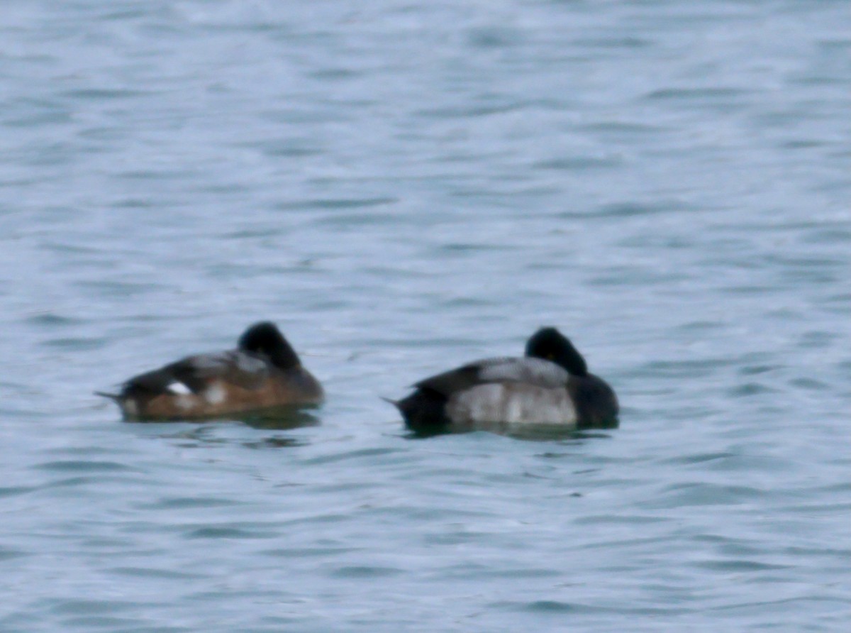 コスズガモ - ML646604754